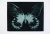 A black canvas by a talented graduate artist in the UK called Isabel Mills showcases a stylized butterfly with greenish-white, speckled wings. Available for purchase, this striking piece is part of the Graduate Artworks collection at The Graduate Gallery.